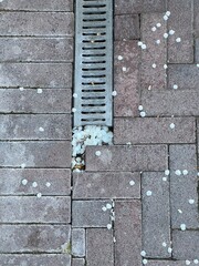 Cherry blossoms clogged the gutter. Spring bloom of fruit trees