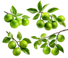 Set of fresh delicious limes on branches, cut out