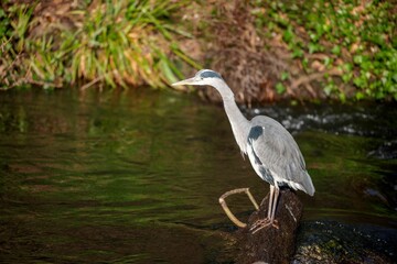 Gray heron perched atop a lush tree branch overlooking a tranquil river and rocky landscape
