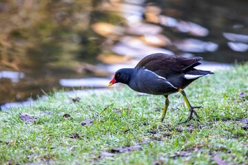Common moorhen perched atop a lush grassy knoll overlooking a tranquil body of water