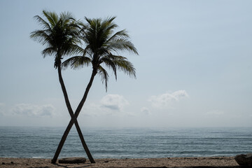 Coconut tree on a tropical island with beautiful beach.