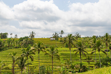 Green rice fields on Bali island, Jatiluwih near Ubud, Indonesia