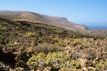 Euphorbia dendroides, Euphorbe, Volcan, Parc national du Volcan Timanfaya, Ile de Lanzarote, Iles...