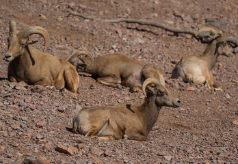 This image shows a close up view of a herd of desert big horn sheep (Ovis canadensis) laying down in a mountainous landscape together.