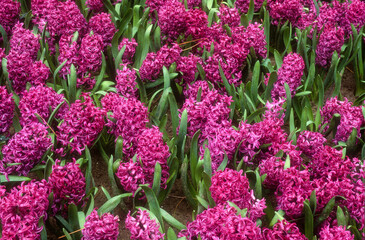 Jacinthe, hyacinthus x, variété Violel Pearl - obrazy, fototapety, plakaty