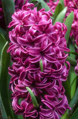 Jacinthe, hyacinthus x, variété Violel Pearl