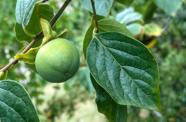Diosporos chinensis , Kaki