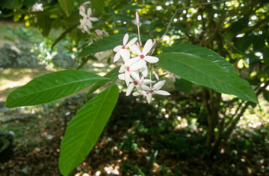 Kopsia fruticosa