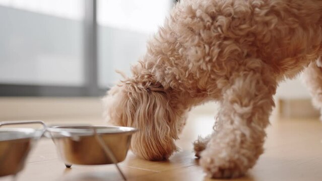 Close-up of a fluffy domestic dog eating from a bowl inside a home, showcasing a pet's mealtime routine.