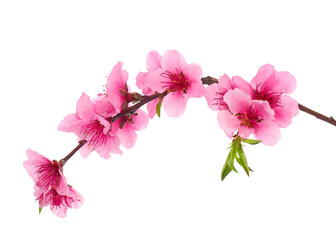 Blossoming peach tree branch isolated on white background, Prunus persica