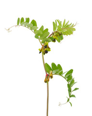 Black-eyed vetch plant isolated on white background, Vicia melanops