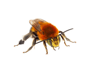 White-tailed Mountain-Digger bee isolated on white background, Habropoda tarsata