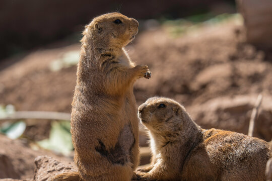 This image shows a prairie dog sitting upright on it's hind legs and looking around while it's friend approaches. 