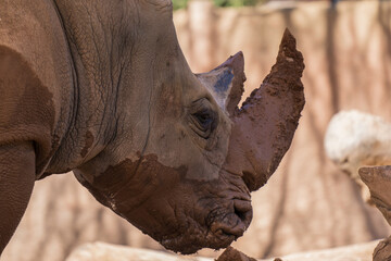 This image shows a side, portrait view of a muddy rhino lowering its head down.