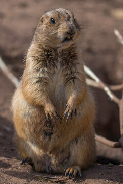 This image shows a close up view of a prairie dog sitting upright on it's hind legs and looking around.