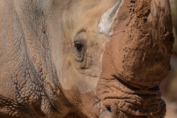 This image shows macro portrait of a muddy rhino slightly turning it's head to the side. 