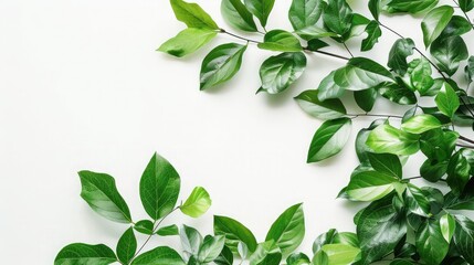 Green leaves isolated on white background.with clipping path