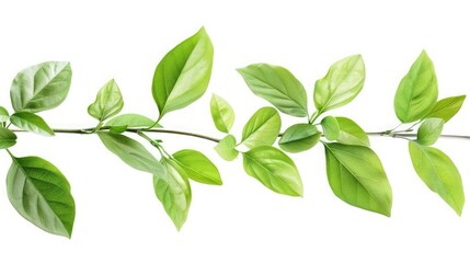Fototapeta na wymiar Green leaves isolated on white background.with clipping path