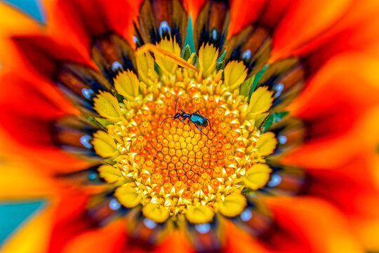 Tiny black ant beetle foraging on the disc of a gazania wildflower in the arid Little Karoo, Western Cape, South Africa
