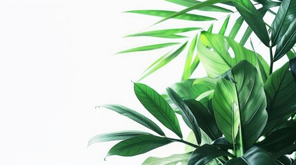 Green leaves palm isolated on white background for montage product display or design key visual layout.with clipping path..