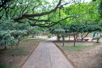 tree in park