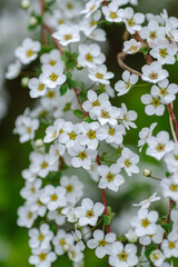 東京ミッドタウンのユキヤナギが最盛期