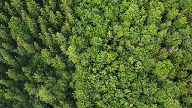 Top down drone shot of the evergreen trees in a thick vibrant forest on a sunny day