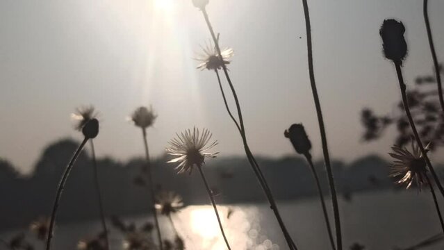 beautiful daisy flower with sunrise background