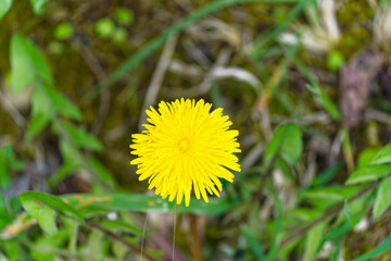 Close-up of yellow blossom of taraxacum palustre lyons symons flower at Swiss City of Zürich on a cloudy spring day. Photo taken March 30th, 2024, Zurich, Switzerland.