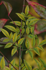 東京ミッドタウンの美しい南天の葉