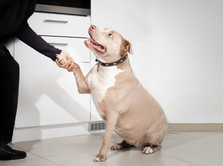 Happy Pitbull shake a paw with pet owner. Happy dog looking up at woman with friendship and love body language. 10 years old female American Pitbull terrier, silver fawn color. Selective focus.