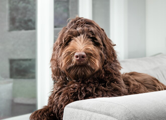 Bored brown dog staring at camera while resting on sofa. Portrait of  Labradoodle puppy waiting for owner to play. Serious body language. 1 year old, female Australian Labradoodle. Selective focus.
