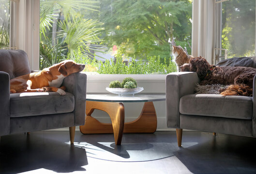 Relaxed dogs and cat in front window in sunny living room. Idyllic group of pets coexisting in multi-pet household. Two dogs sleeping on chairs with cat sitting on window sill.  Selective focus.