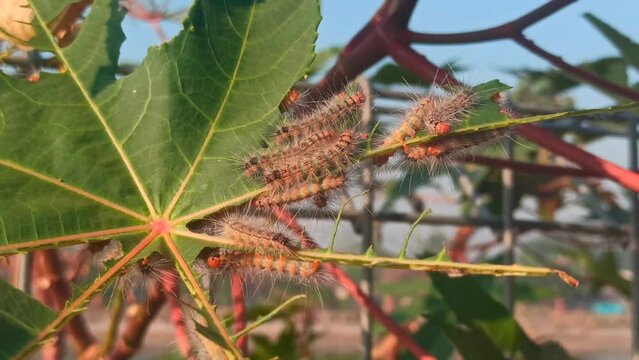 Caterpillar pests are a concern for cassava farming