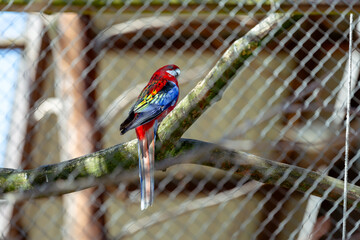 papuga kolorowa w wolierze dla ptaków
