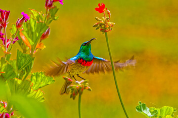 Iridescent green Southern Double-collared Sunbird hovering in flight with a grub in its beak in the...