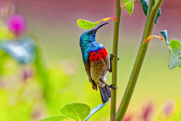Red and green sunbird perched on plant stem in the arid Little Karoo, Western Cape, South Africa