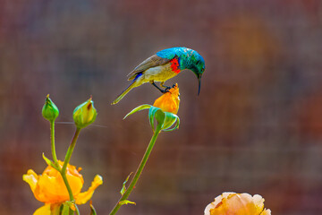 Beautiful Southern Double-collared Sunbird perched on rose bud looking for prey in a garden in the...