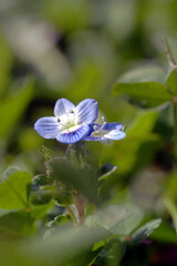 Naklejka premium Persian speedwell on a beautiful spring day 