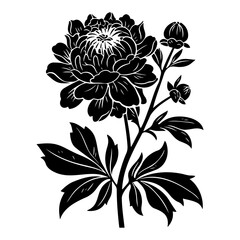 Peony flower black silhouette linocut illustration. Black outline botanical art.