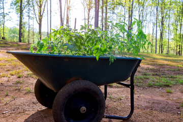 To prepare tomato seedlings for planting in plastic trays gardener working