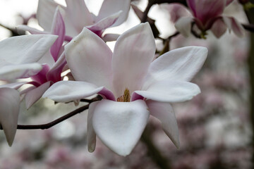 Pink magnolia flowers in close-up