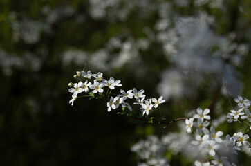 Close-up of a branch with tiny white flowers