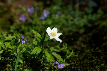 A single flower of the grove anemone
