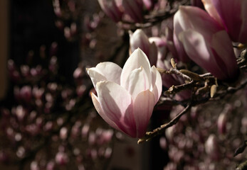 Pink magnolia flowers in close-up