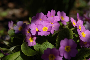 Pink and filet primroses in close-up