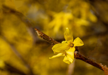 Single forsythia flower on a yellow background