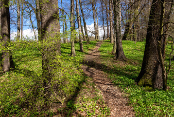 Forest path on a spring day