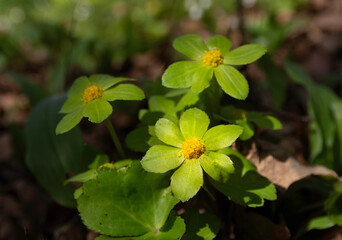 A close-up of the spring flowers of Hacquetia epipactis