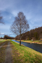 A lone birch tree on the banks of the Olza River
